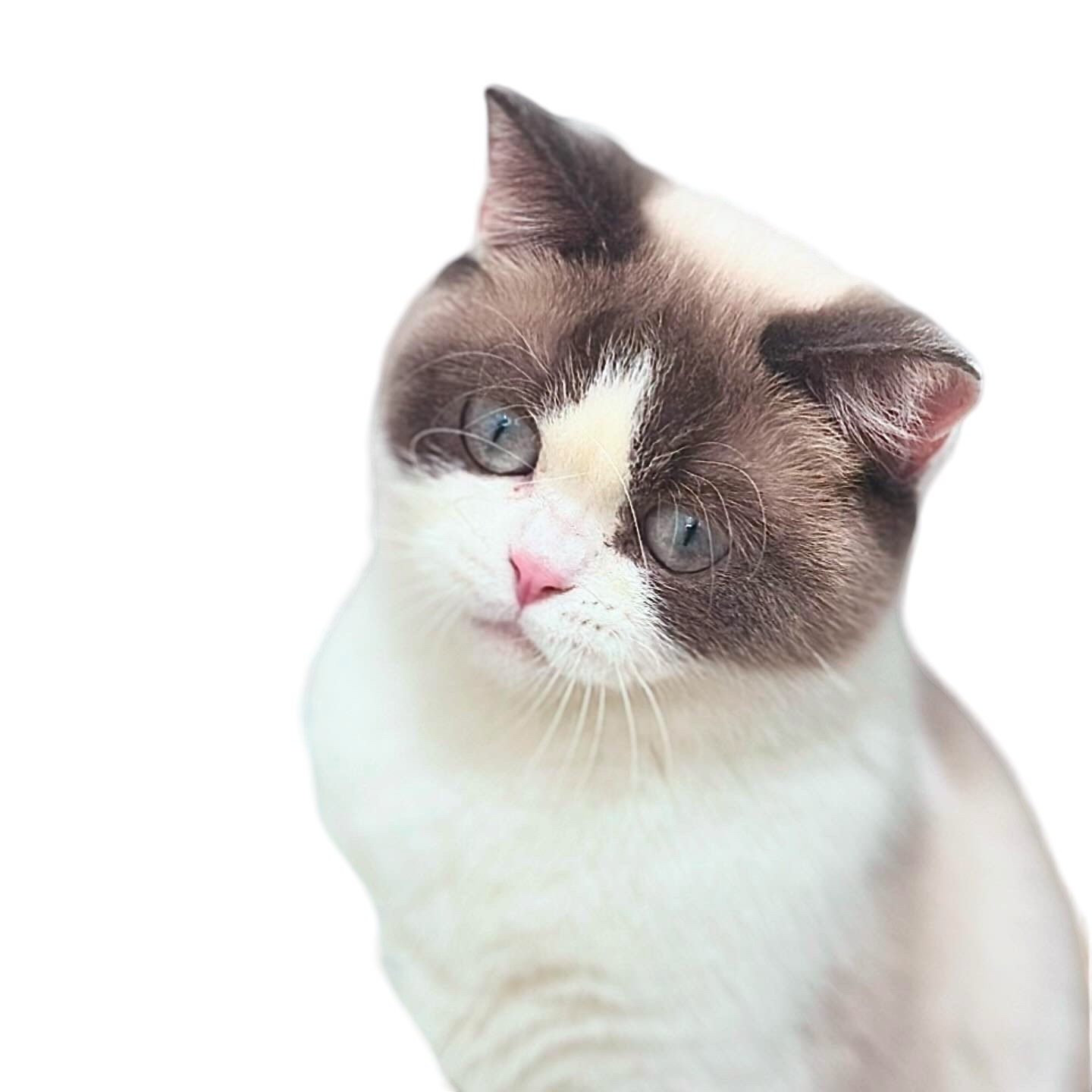 British Shorthair Color Point Queen Judy at BritsofUSA, TICA registered cattery, admired for her stunning coat color, striking blue eyes, and elegant demeanor.